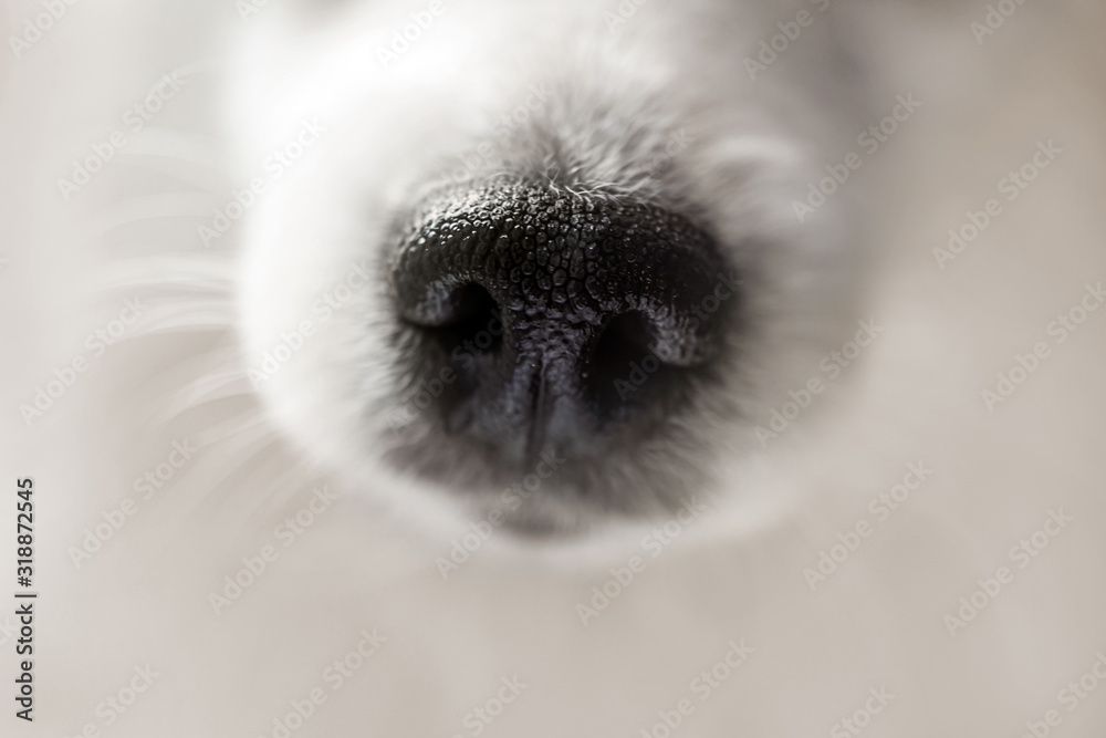 Zdjęcie Stock: Dog nose extreme close-up. Macro shot of cute fluffy ...