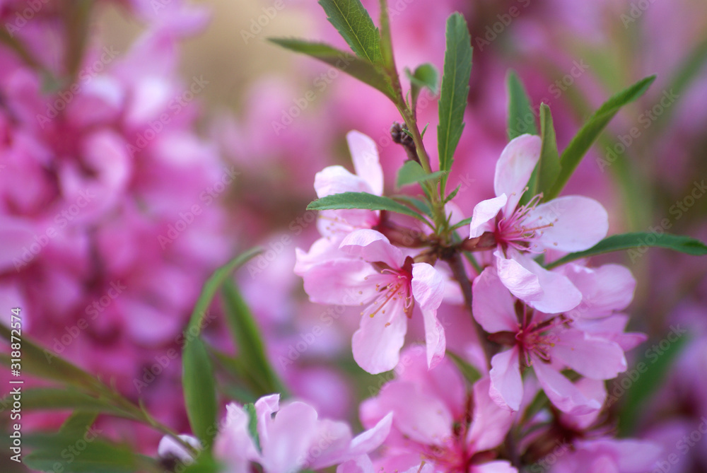 Sakura cherry blossoms close up, flower branches in pink color full bloom during spring season.