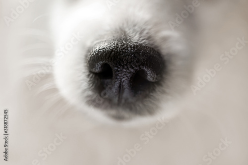 Papier peint Dog nose extreme close-up