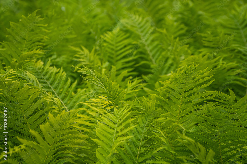 Perfect green fern pattern for eco design. Beautiful greenery backdrop made with fresh young fern leaves. Natural floral fern background in sunlight. Perfect green fern pattern for eco design. Beautiful greenery backdrop made with fresh young fern leaves. Natural floral fern background in sunlight.