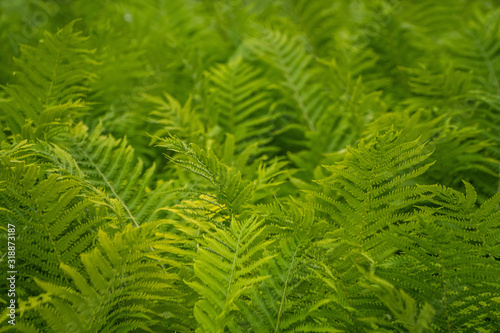 Perfect green fern pattern for eco design. Beautiful greenery backdrop made with fresh young fern leaves. Natural floral fern background in sunlight.