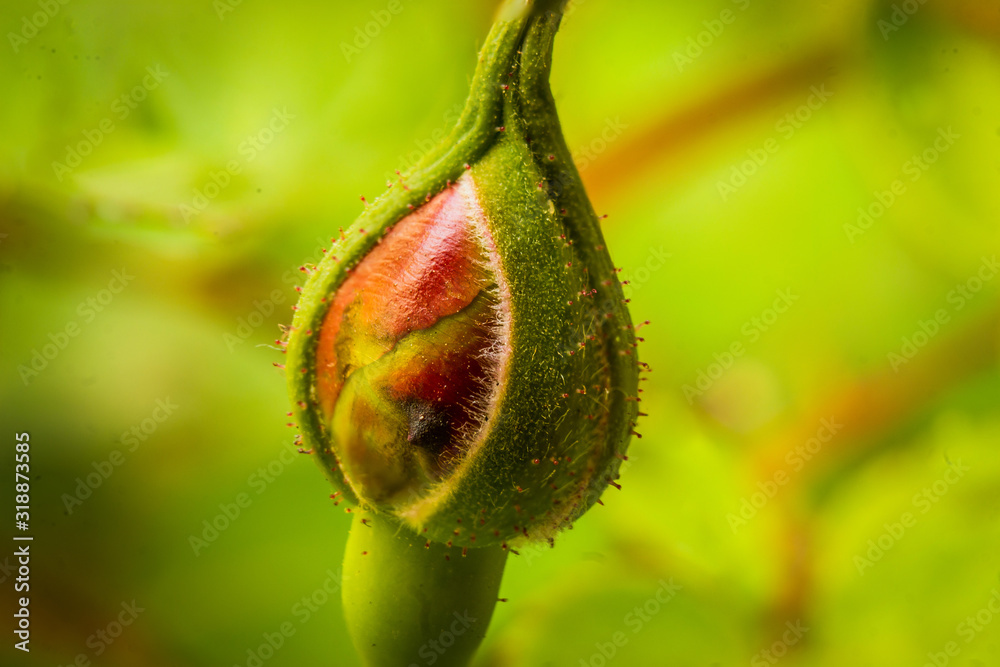 Small rose bud about to mature Small rose bud about to mature