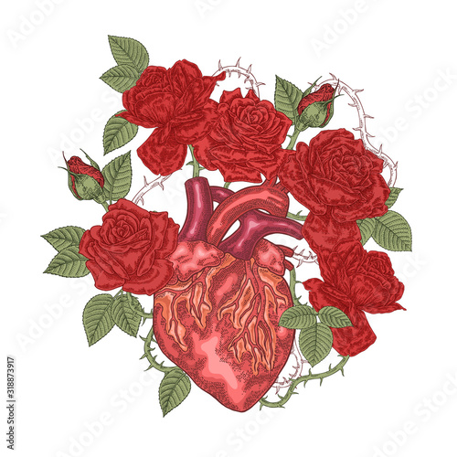 Human heart with red rose flowers. Vector illustration hand drawn. Romantic card or t-shirt design. Vintage engraving.