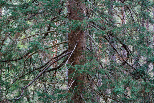 Cupressus macrocarpa. Cipr√©s de Monterrey. Detalle del tronco, las ramas y hojas del √°rbol. photo
