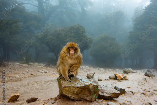Barbary Macaque Monkeys sitting on ground in the great Atlas forests of Morocco, Africa