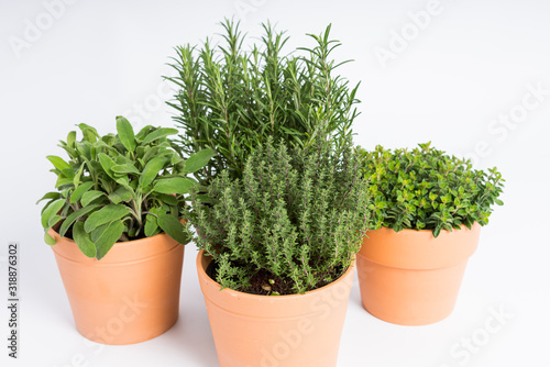 Pots with rosemary, oregano, sage and thyme plants
