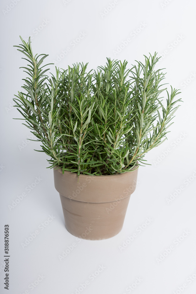 A pot of rosemary on a white surface