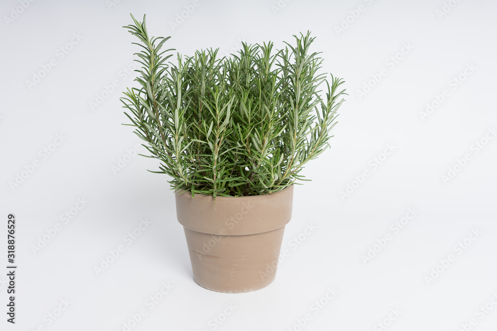 A pot of rosemary on a white surface A pot of rosemary on a white surface