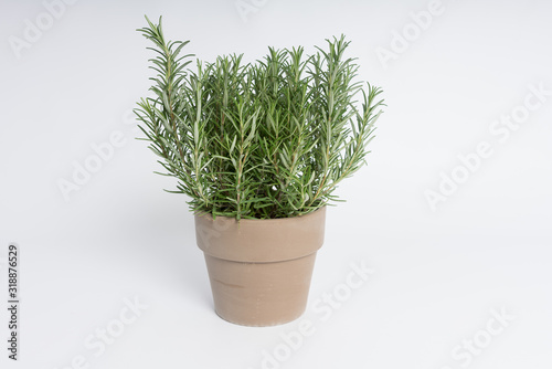 A pot of rosemary on a white surface © SKatzenberger
