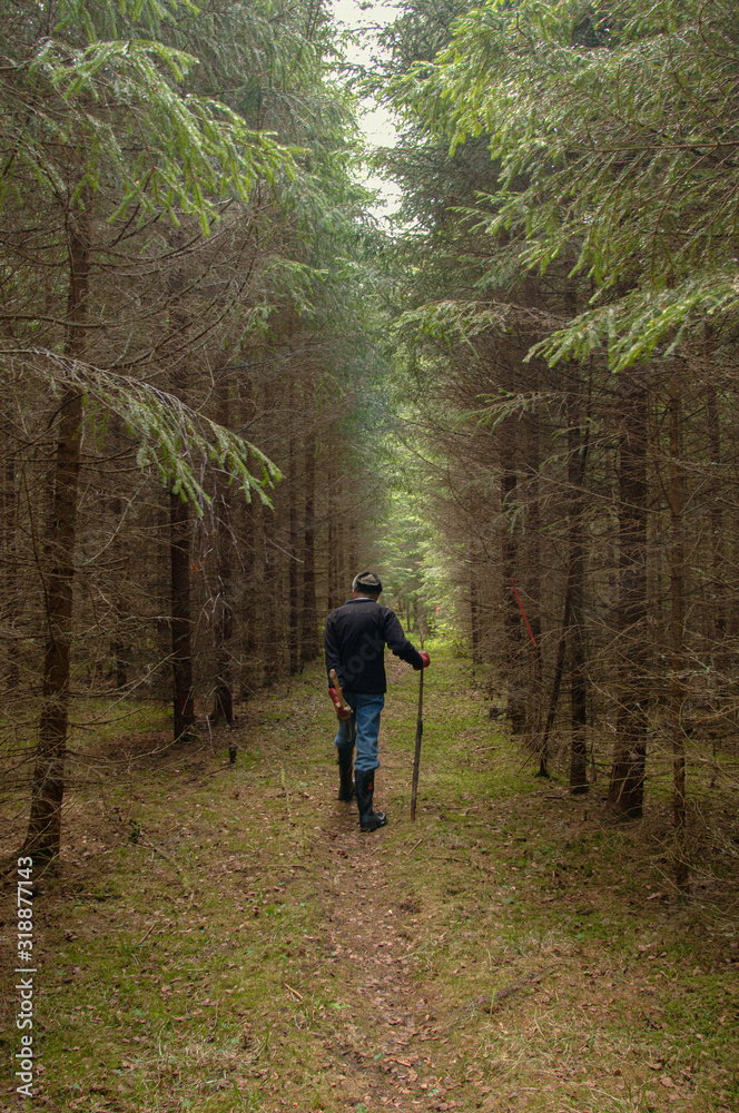 Man walking with stick on path in an alley of trees