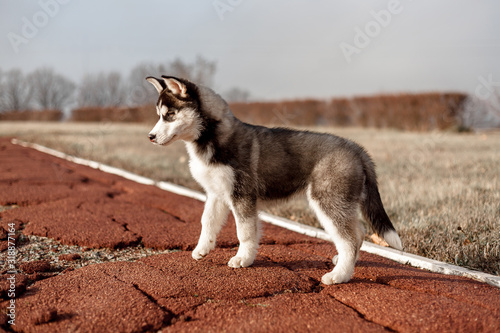 husky