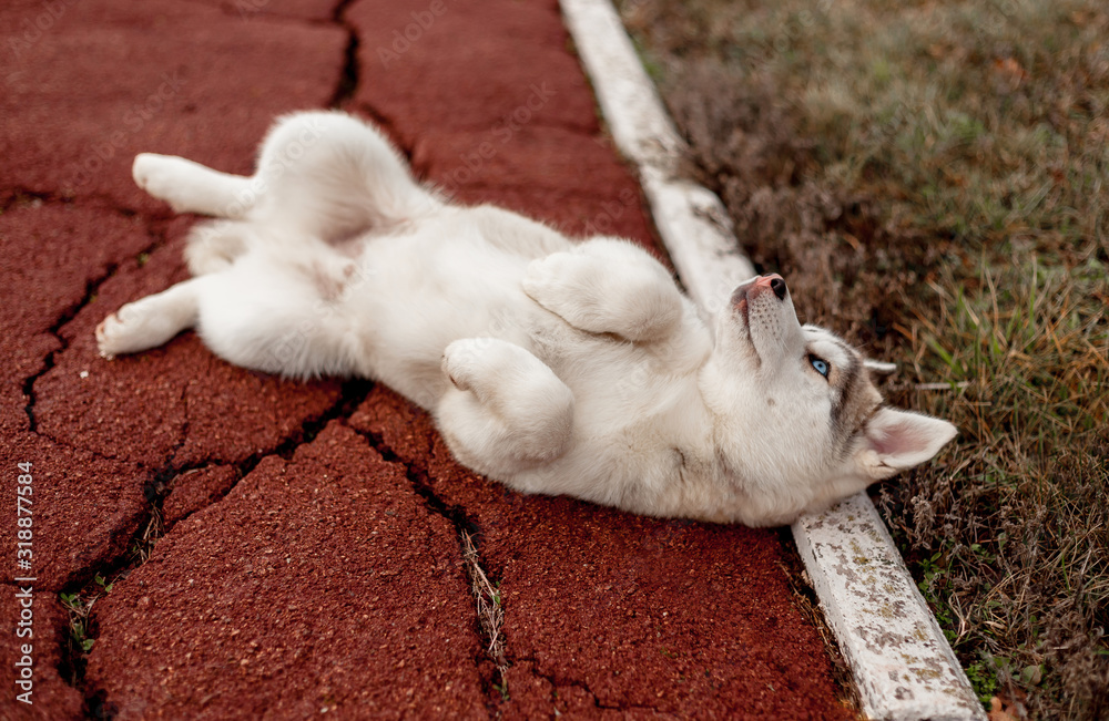 Fototapeta premium siberian husky in park
