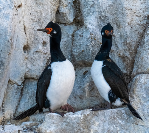 Breeding Rock shag on an island in the Beagle Channel near Ushuaia, Tierra del Fuego, Argentina.