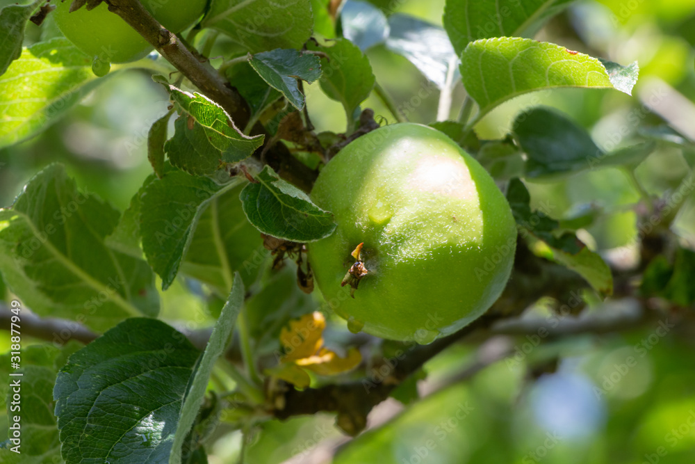 Green apple ripening on an apple tree in an orchard during summer Green apple ripening on an apple tree in an orchard during summer