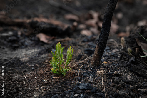 Foto Bushfire regrowth from burnt bush