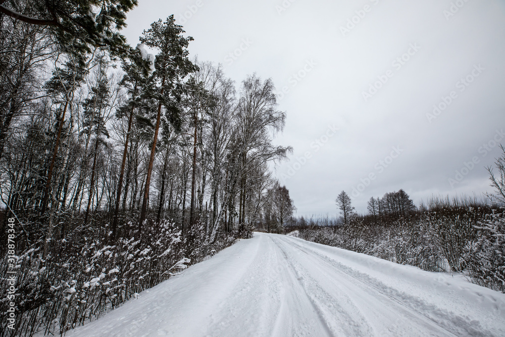 Fototapeta premium road in winter forest grey sky