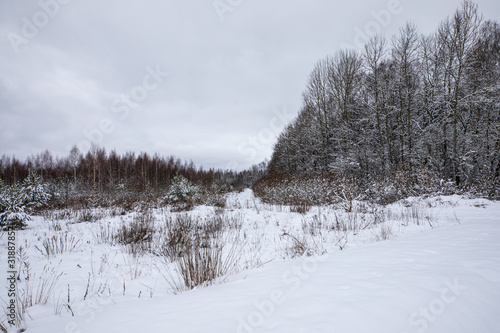 Fototapeta Naklejka Na Ścianę i Meble -  winter rural landscape with snowy trees and snow
