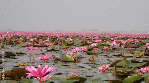 Udon Thani,Thailand-January 24, 2020: Morning scene of Red Lotus Lake or Talay Bua Daeng in Udon Thani, Thailand