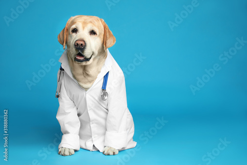 Cute Labrador dog in uniform with stethoscope as veterinarian on light blue background. Space for text photo