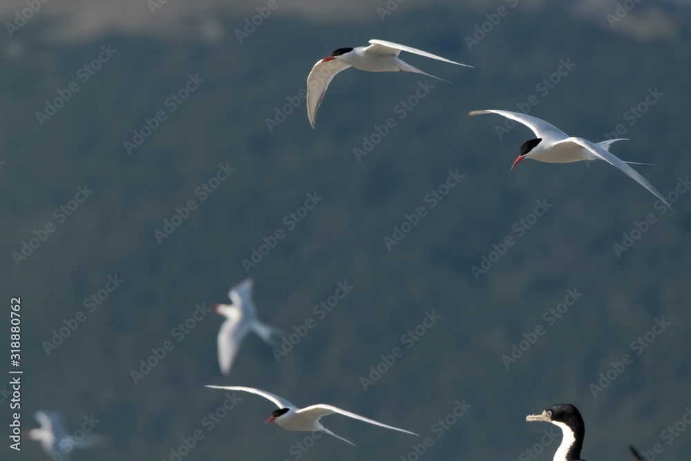 Obraz premium Huge antarctic tern colonies on the islands of the Beagle Channel near Ushuaia, Tierra del Fuego, Argentina.