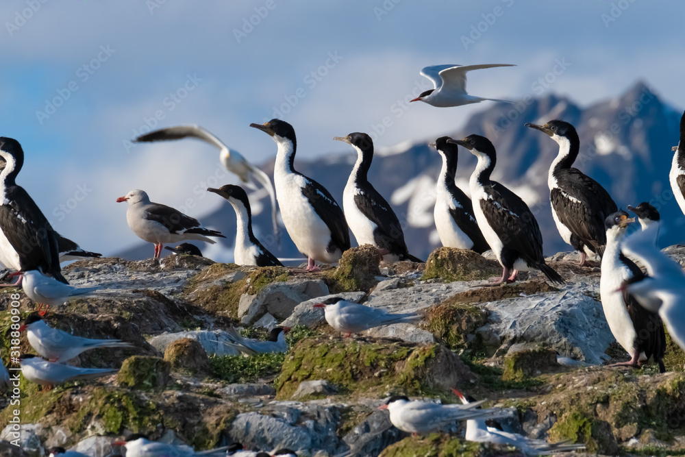 Obraz premium Huge imperial shag colonies on the islands of the Beagle Channel near Ushuaia, Tierra del Fuego, Argentina.