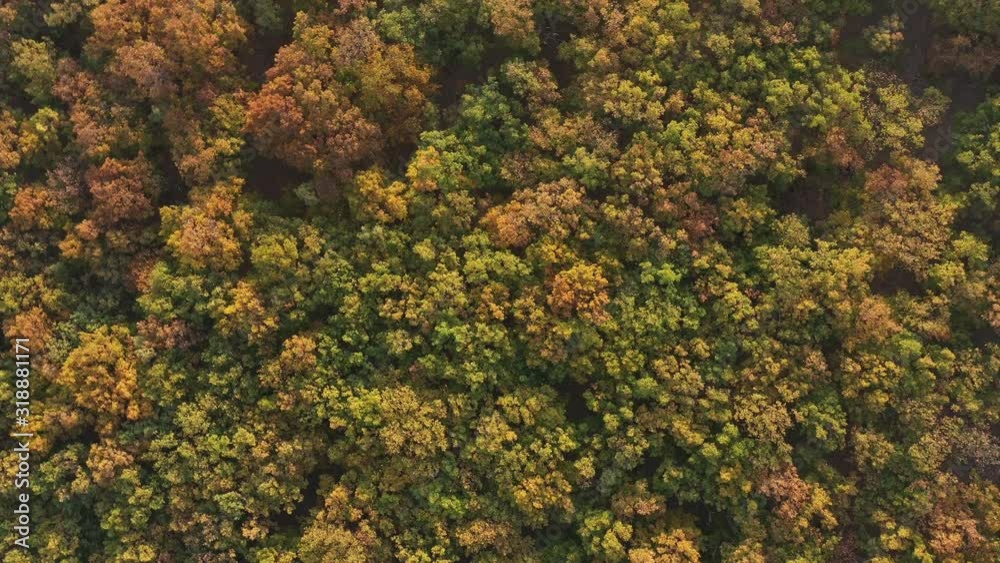 Top view of autumnal forest with lot of colors of tree crowns 4K aerial video Top view of autumnal forest with lot of colors of tree crowns 4K aerial video