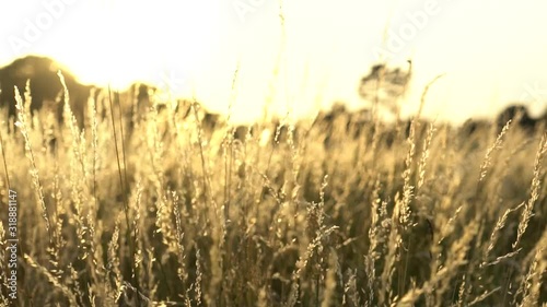 Slow motion zoom natural landscape with no filter color footage of beautiful walk in could windy prairie meadow wheat grain grass field in warm sun with sunset in golden light for vacation concept