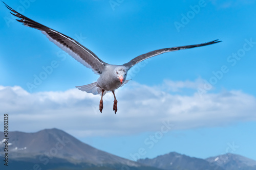 A beautiful dolphin gull (Leucophaeus scoresbii) over the harbor of Ushuaia with the Andes mountains in the background, Tierra del Fuego, Argentina. photo