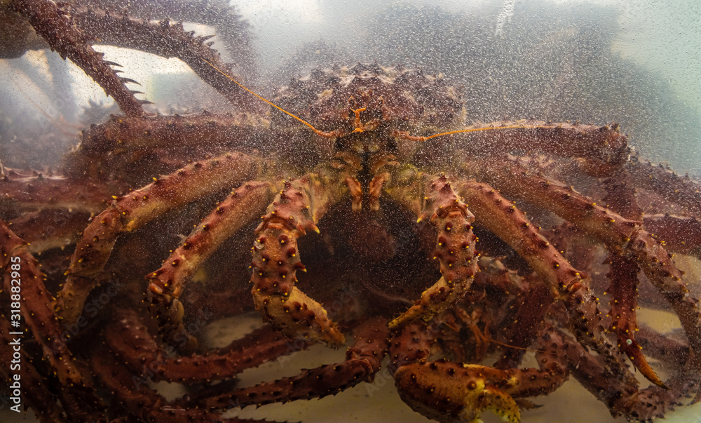 Southern King Crab (Centolla) (Lithodes santolla), Ushuaia, Argentina