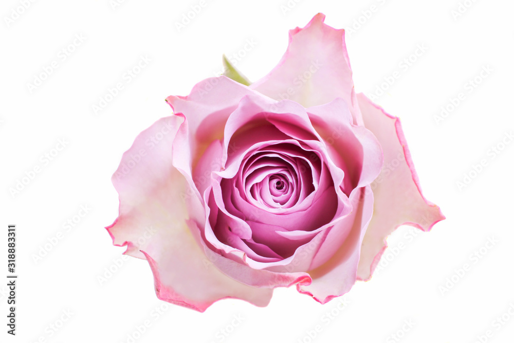 Purple floribunda flower Purple floribunda flower