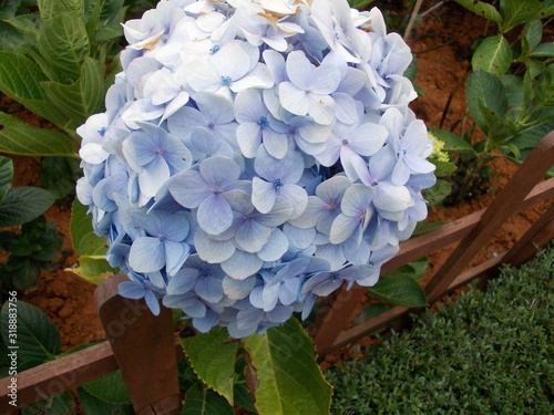 bouquet of white flowers