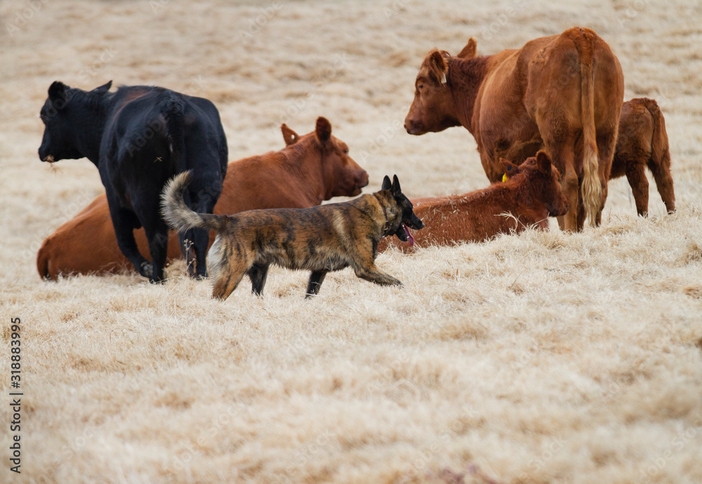 Fototapeta premium Dog Herding Cattle