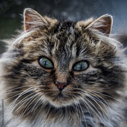 portrait d'un chat regardant l'objectif © ALF photo