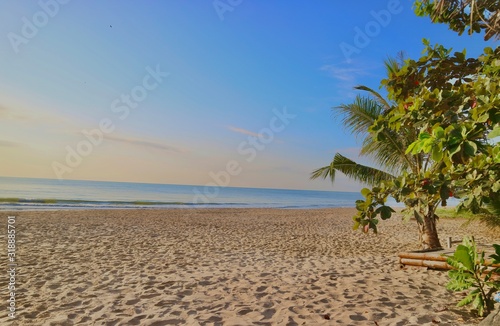 beach with palm trees