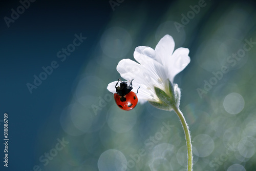 A little red ladybug from my garden © bluejeansw
