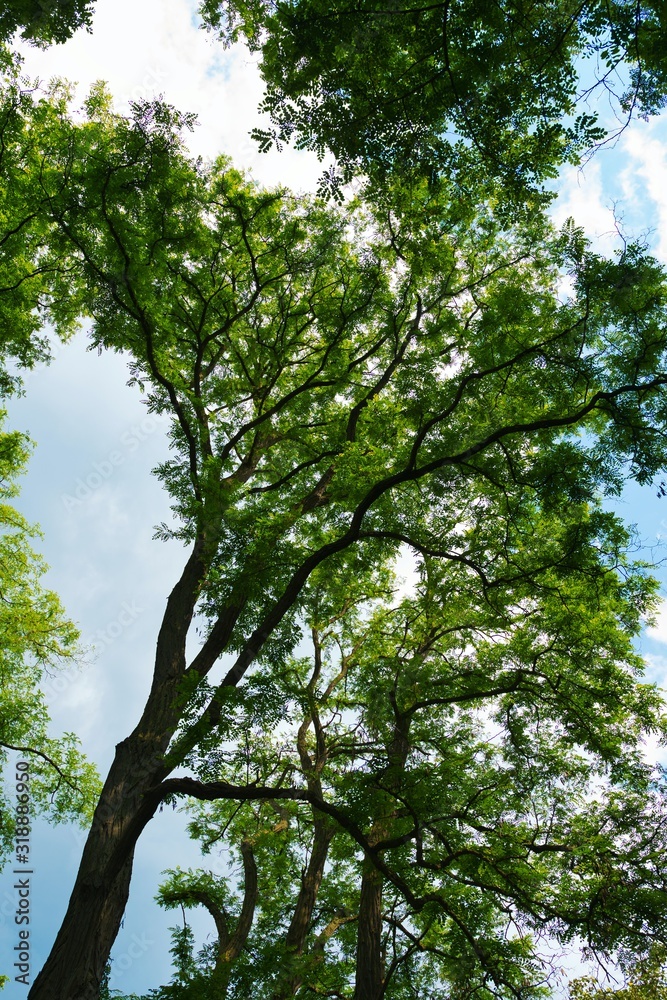 Obraz premium under a tree