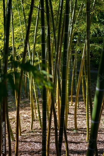 bamboo