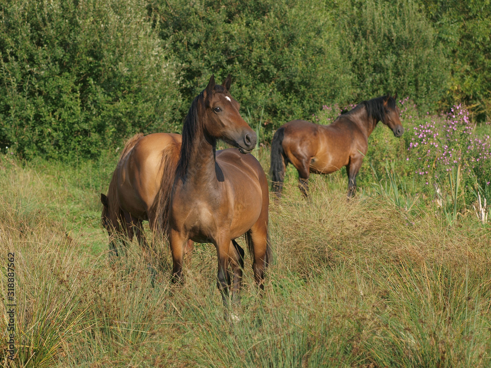 Group of Ponies Group of Ponies