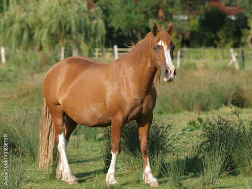 Chestnut Welsh Pony