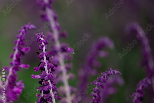 Purple flowers of Woodland sage. Selective Focus on blurred background. Floral landscape.