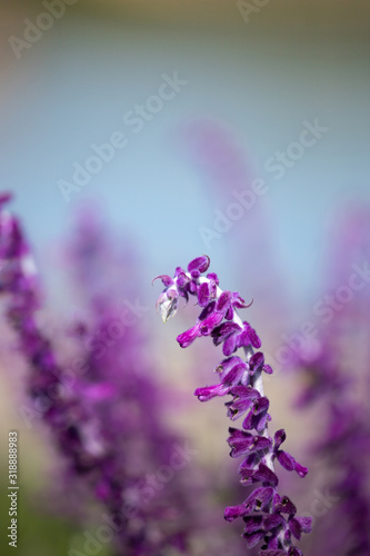 Purple flowers of Woodland sage. Selective Focus on blurred background. Floral landscape. photo