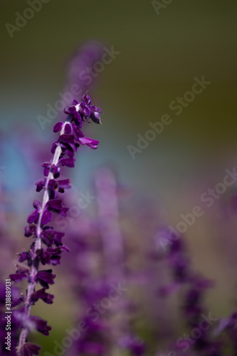 Purple flowers of Woodland sage. Selective Focus on blurred background. Floral landscape. photo