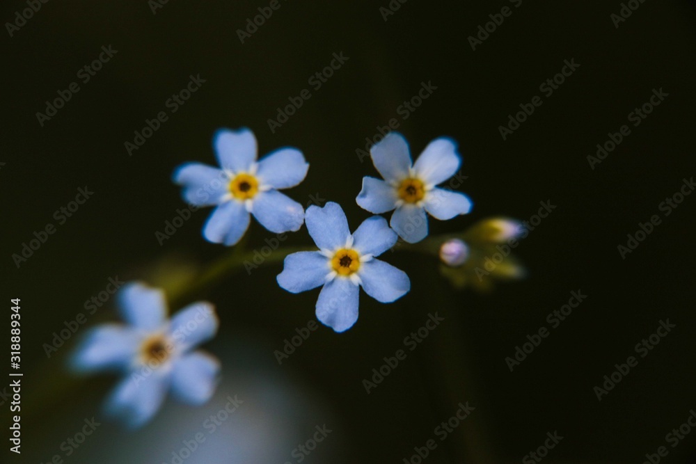 Obraz premium gli occhi