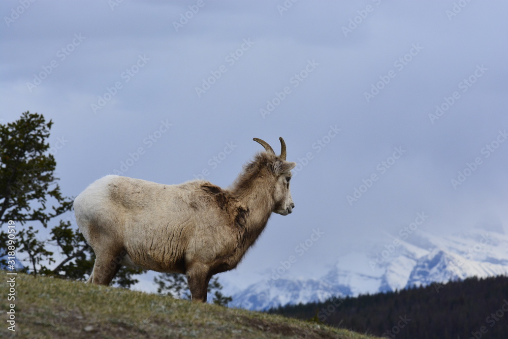 Bighorn Sheep