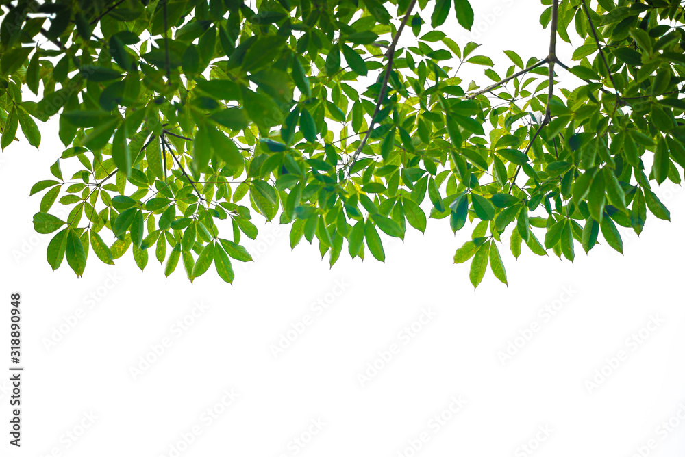 The leaves and twigs are green on the white ground. The leaves and twigs are green on the white ground.