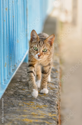 Quadro su tela Cute young tabby cat walking on a garden wall with a blue iron fence and looking