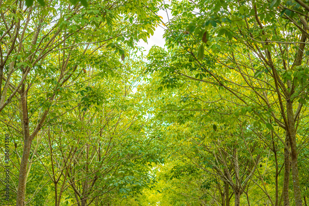 Fototapeta premium Bright green trees in nature that