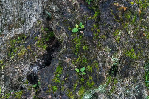Mossy wood texture