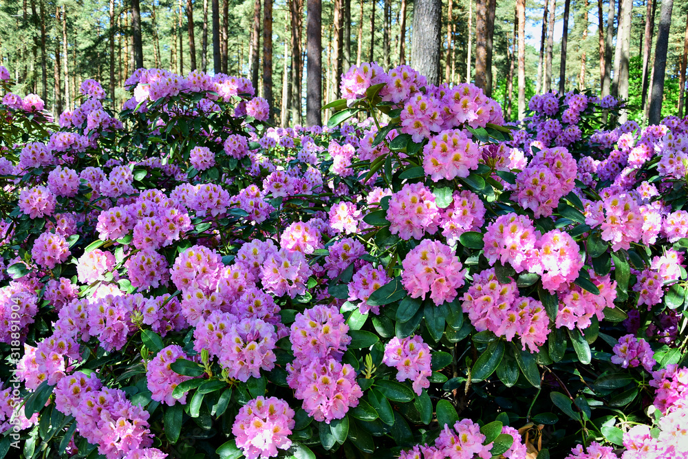 Purple rhododendrons with yellow in the middle of the flowers, a bush with green leaves, a spring garden in the afternoon. Purple rhododendrons with yellow in the middle of the flowers, a bush with green leaves, a spring garden in the afternoon.