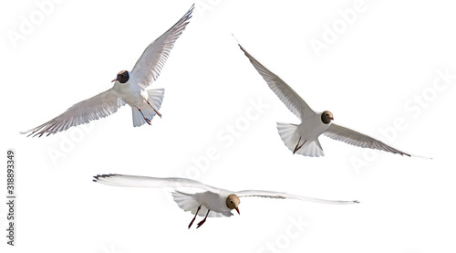 gliding isolated on white three black-headed gulls